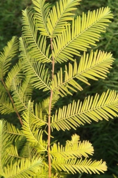 Метасеквоя гліптостробусовидна Олл Бронзе|Metasequoia glypt. ’All Bronze’|Метасеквоя глиптостробусовидная Олл Бронзе